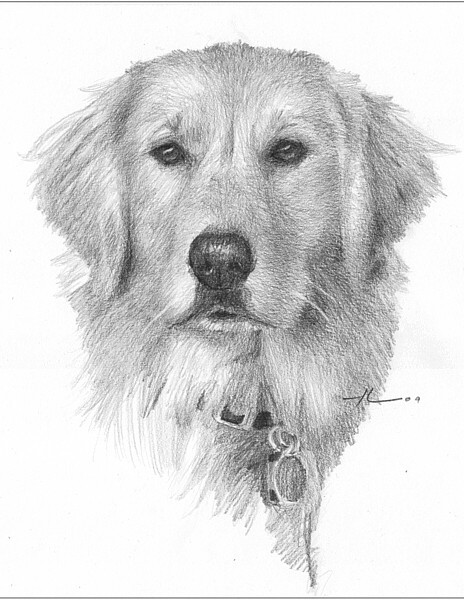 wp-lg setter drawing