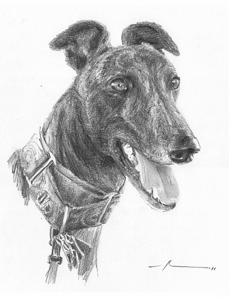 greyhound pencil drawing