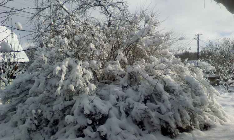 My old jasmin big bush with snow!