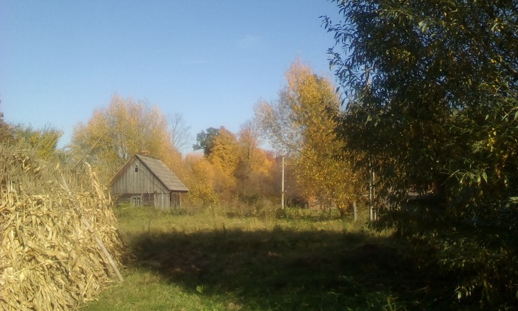 The little wood house
