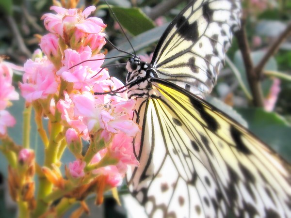 Insect world