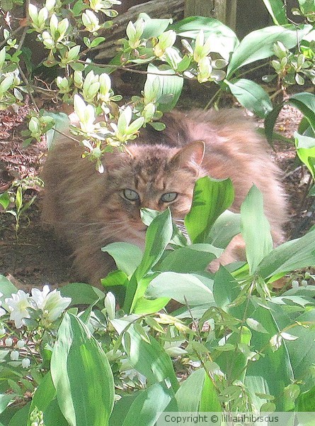 Enjoying the Lush Greenery