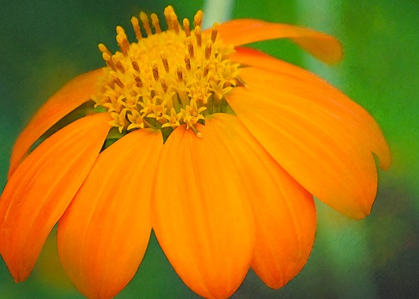 Orange Flower in the Evening