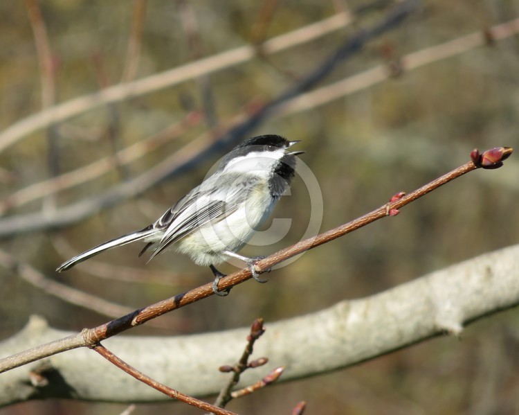 Chickadee