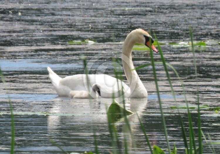Swans