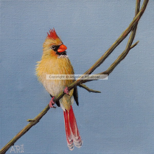 FEMALE CARDINAL
