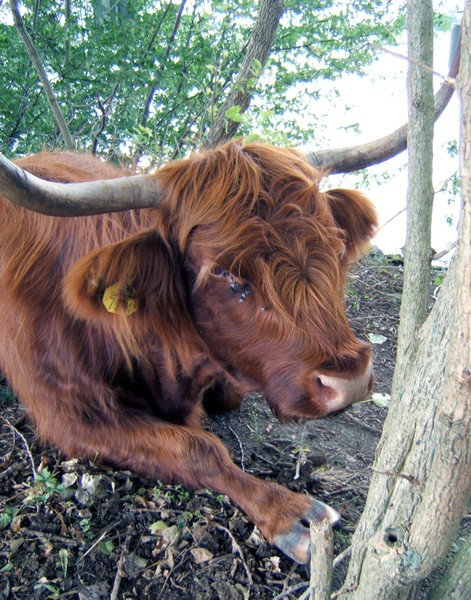 Highlander