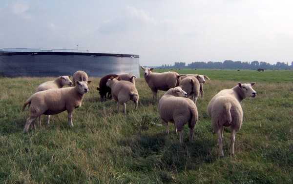 One flock, one shepherd