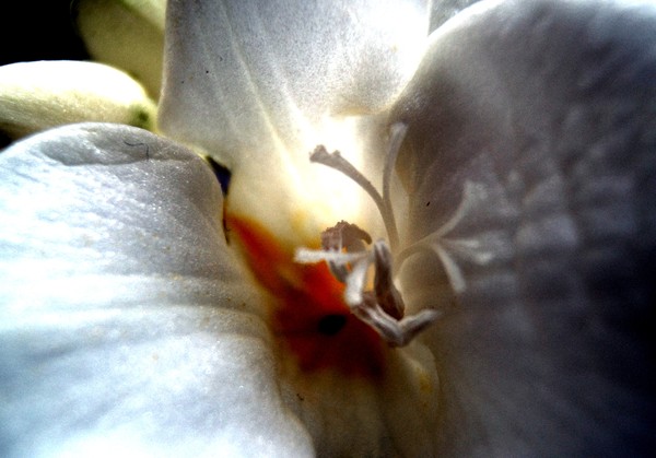 Freesia