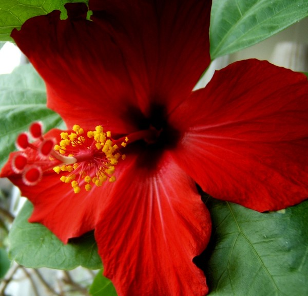 Hibiscus #1