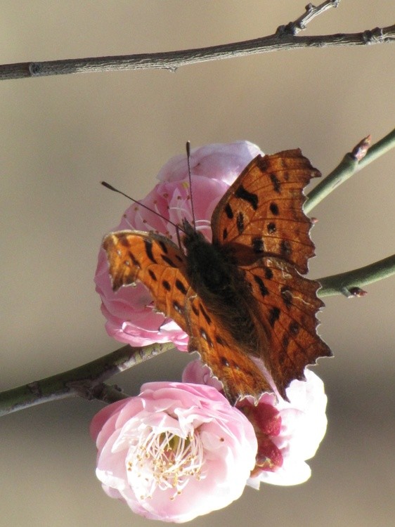 butterfly on flowers