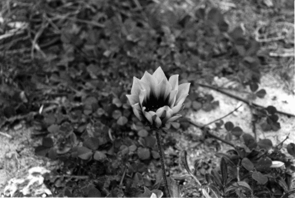 SingleFlower