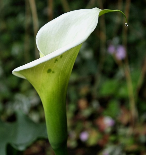 Arum Lily - Noddy's Hat