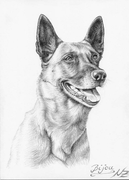 Malinois Bijou