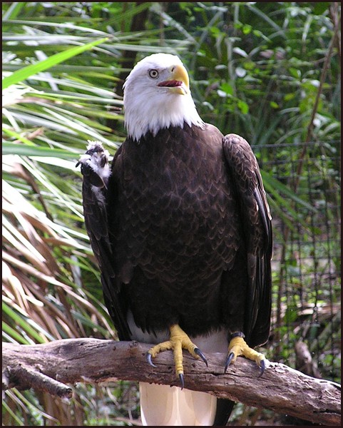 Injured Eagle