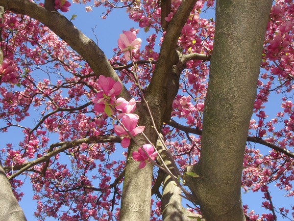 ROSE MAGNÓLIAS at Oporto - winter flowers