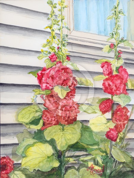 Hollyhocks