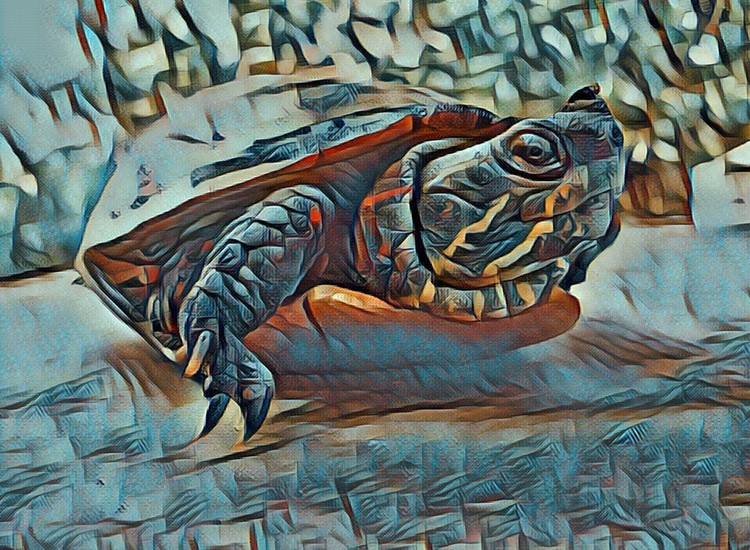 Turtle Revisited