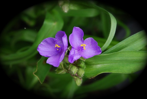 Purple Flowers