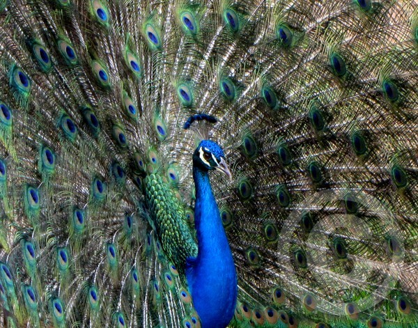Struttin' his stuff!