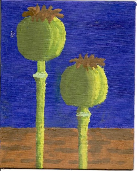 Opium Poppy Pods