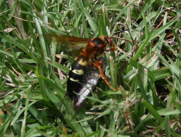 Hornet with Prey