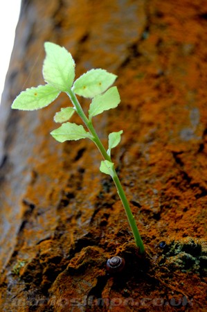 ORANGE TREE