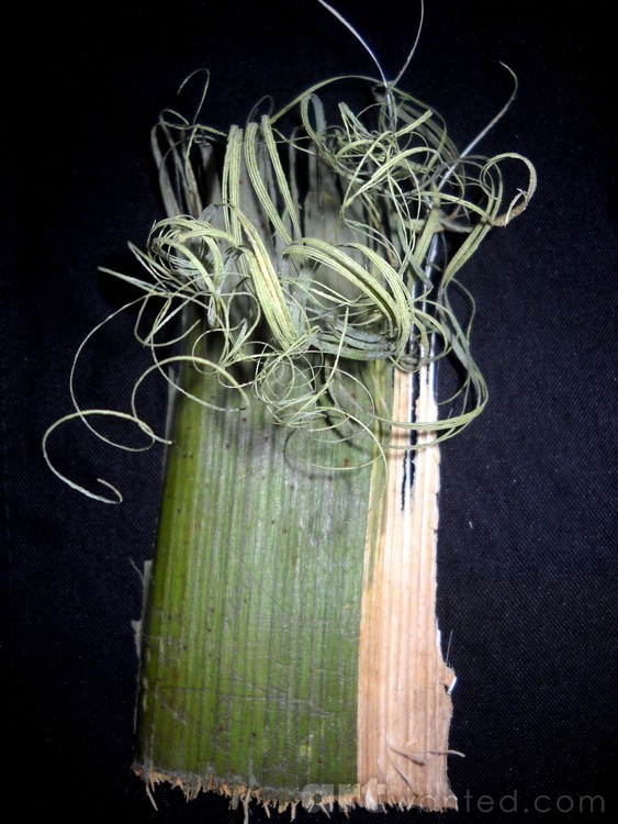 PalmFibers