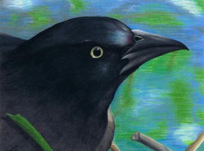 Grackle