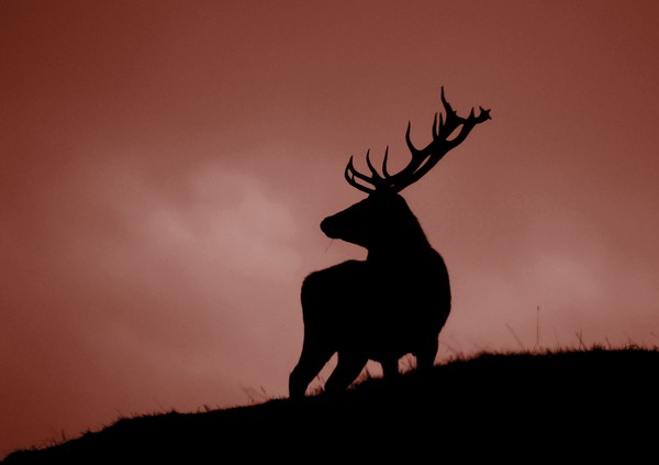 Red Deer