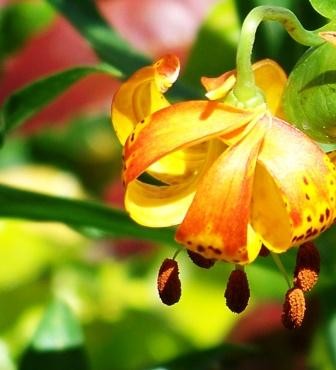 UNDERLILLY