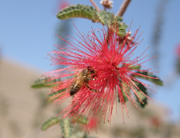The Bee & The Feather Duster