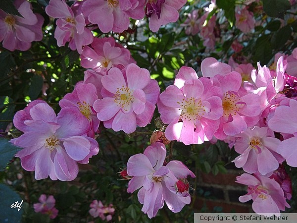 pink festival