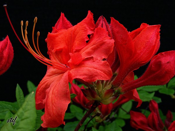 striking red