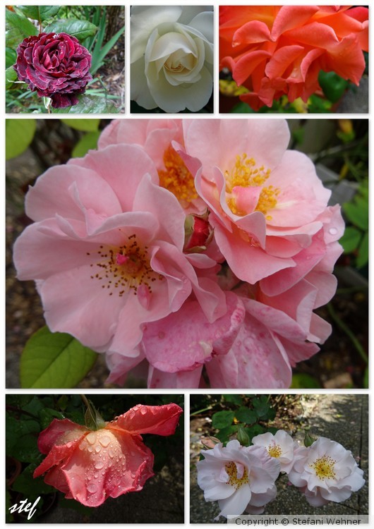my garden queens