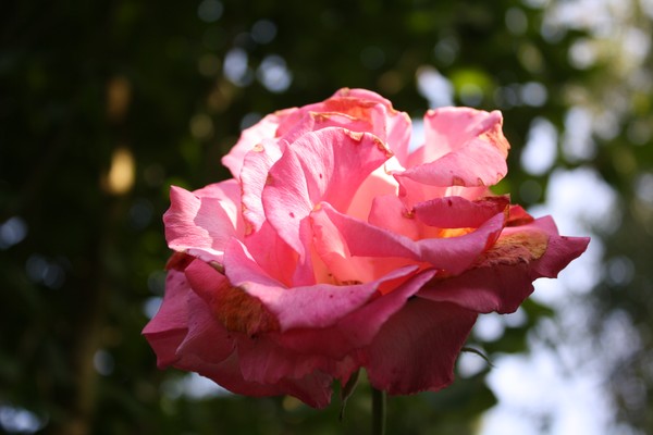 Roses