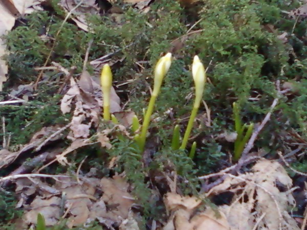 Firts winter flowers