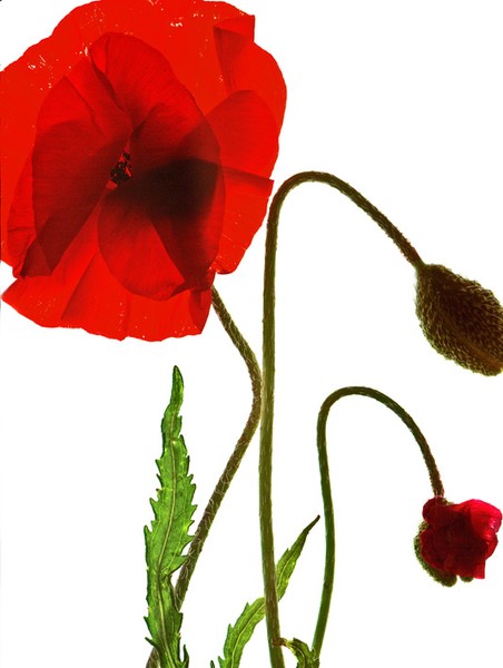 Poppy Love