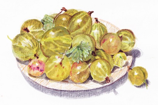 gooseberry