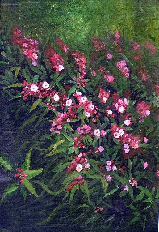 Mountain Pink