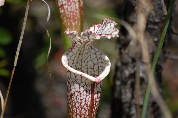 Large Leucophylla