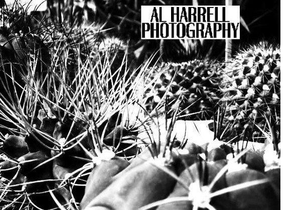 Cactii