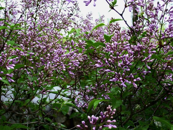 still more spring shots