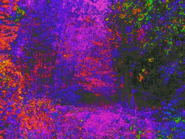 Weird Forest II