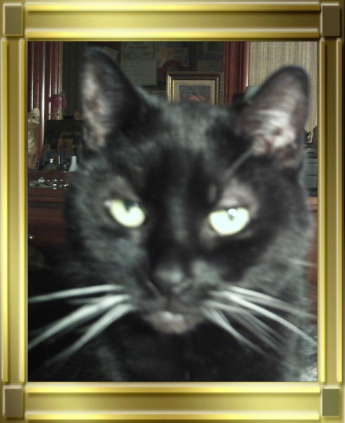 pic. - My cat 
