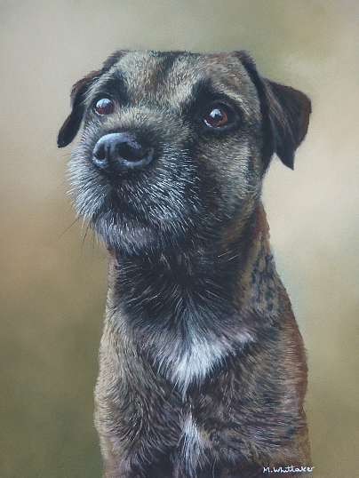 Border Terrier Portrait