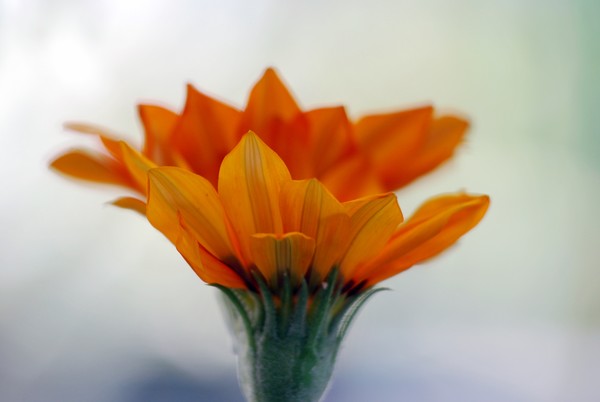 Nikon_09072008_1768