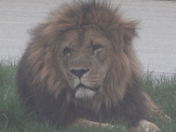 the king of lions