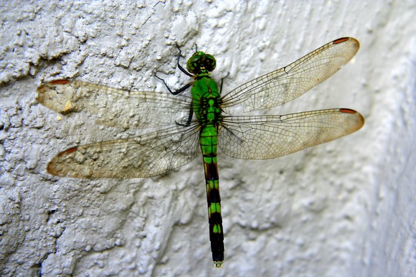 Green Dragonfly