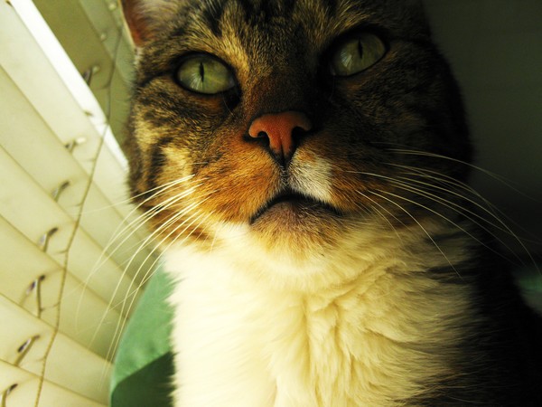 Kat